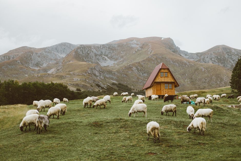 Ovce na planinskom pašnjaku