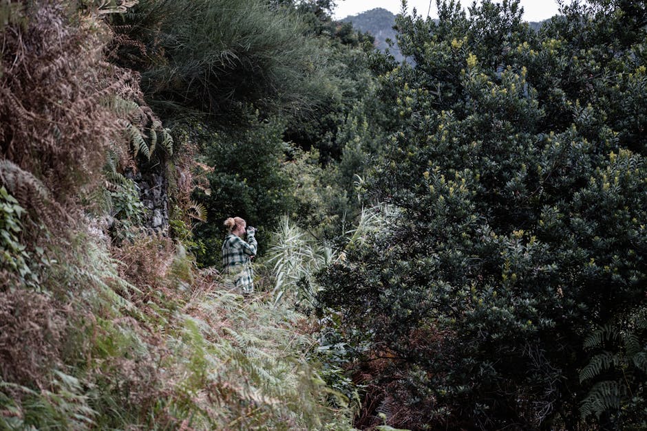 A person exploring the lush, dense forests of Madeira, surrounded by vibrant greenery and rugged terrain
